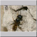 Crossocerus quadrimaculatus - Grabwespe w07c 8mm.jpg
